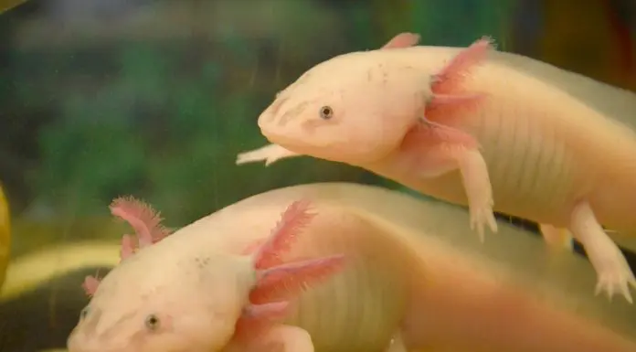 axolotl tank buddies
