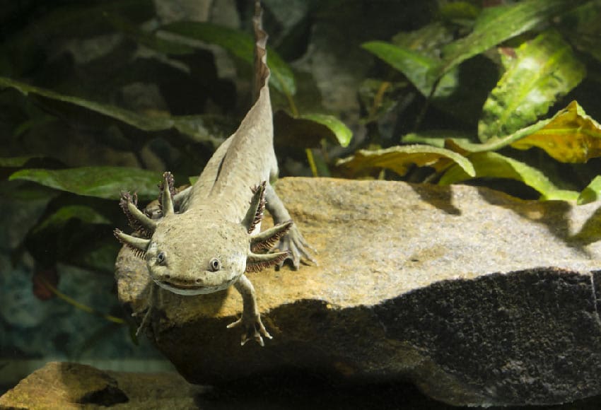 axolotl wild type