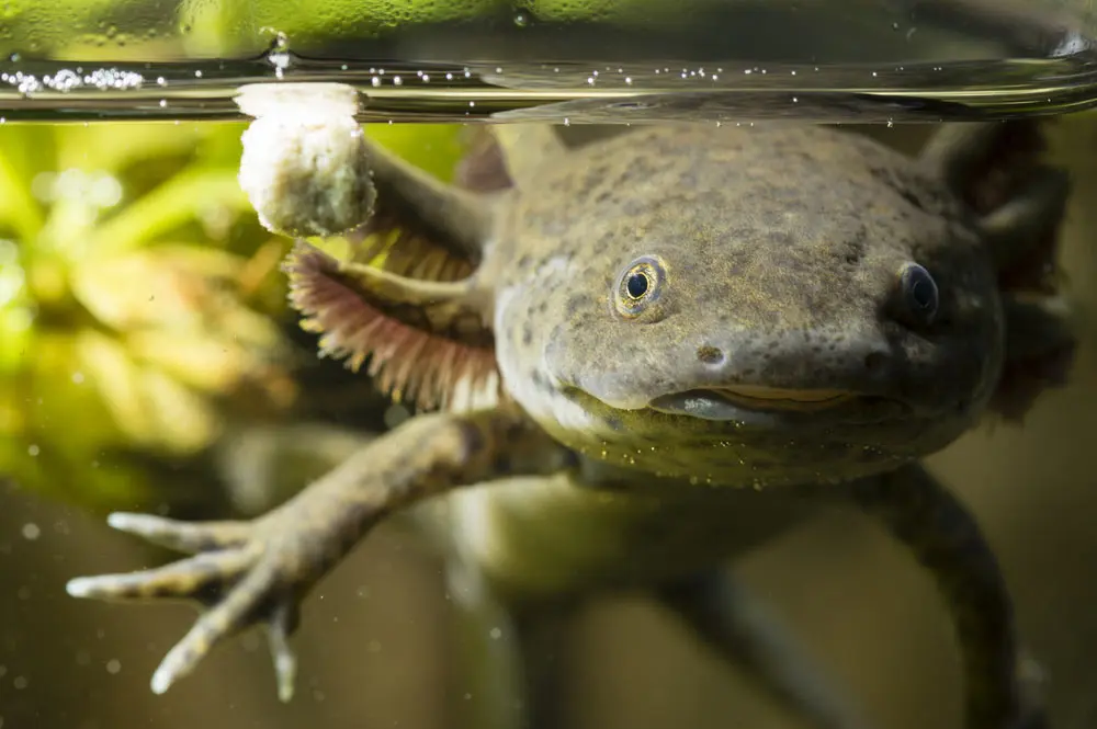 Sick Axolotl, Fungus, Stress Symptoms [The definitive remedy guide