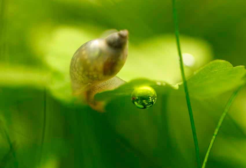 baby cold water snail zoomed in