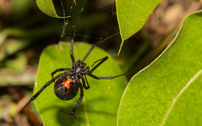 black widow or Latrodectus - ExoPetGuides.com