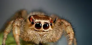 friendly jumping spider