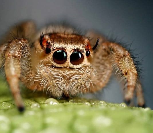 friendly jumping spider