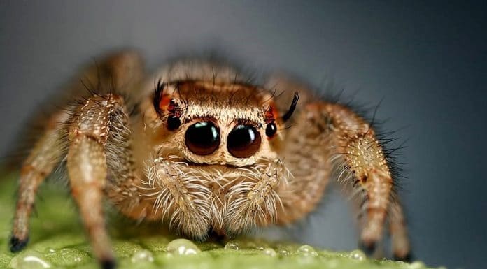 friendly jumping spider