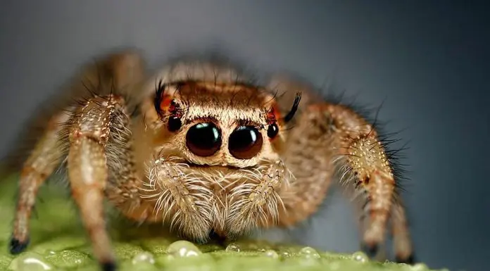 friendly jumping spider