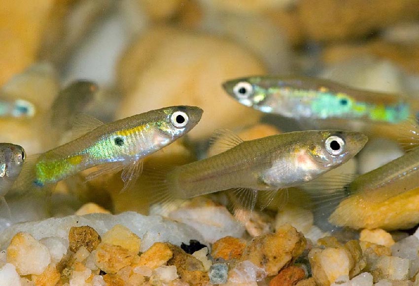 guppies