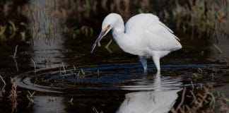 stork hunting for food