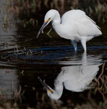 Top 5 Unforgiving Axolotl Predators (How do axolotls defend themselves?) stork hunting for food