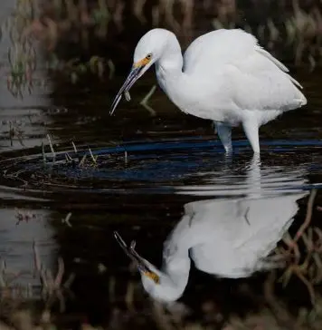 Top 5 Unforgiving Axolotl Predators (How do axolotls defend themselves?) stork hunting for food