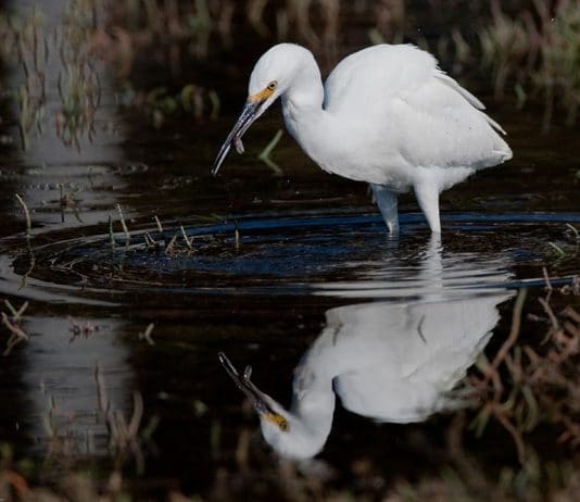 stork hunting for food