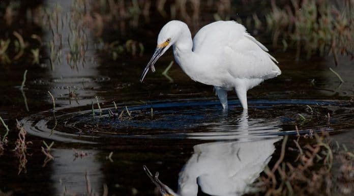 stork hunting for food