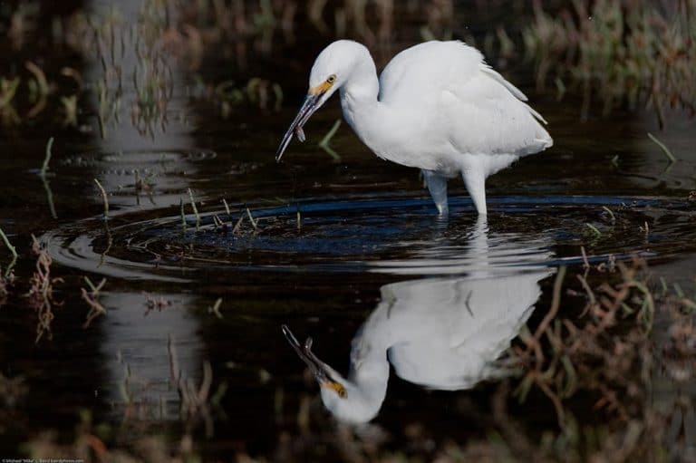 stork hunting for food