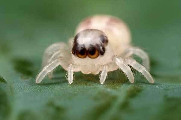 jumping spider baby