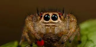 jumping spider food