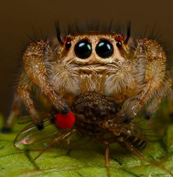 jumping spider food