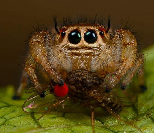 jumping spider food