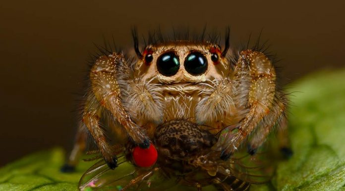 jumping spider food