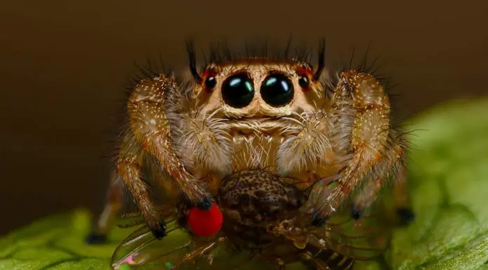 jumping spider food