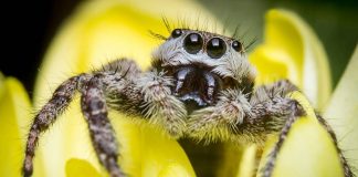 where to find jumping spider
