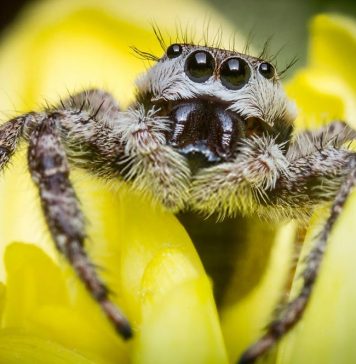 where to find jumping spider