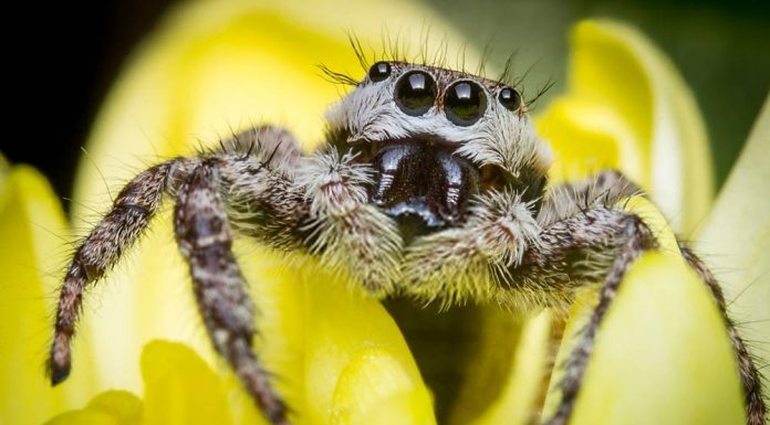 where to find jumping spider