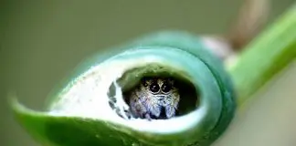 jumping spider home