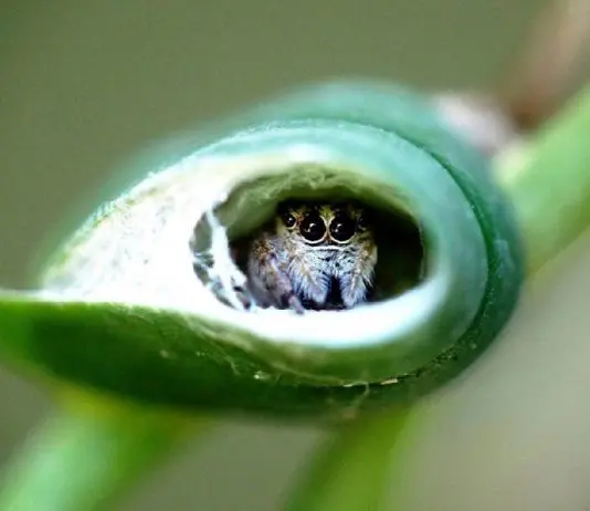 jumping spider home