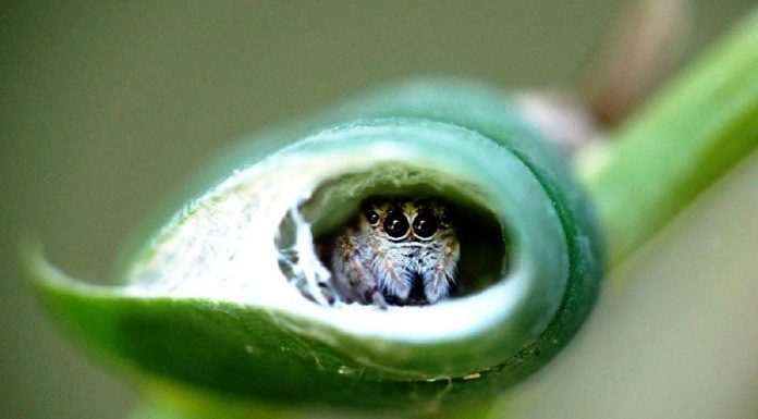 jumping spider home