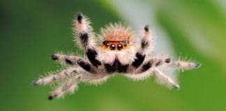 jumping spider jump