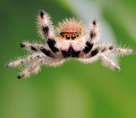 jumping spider jump