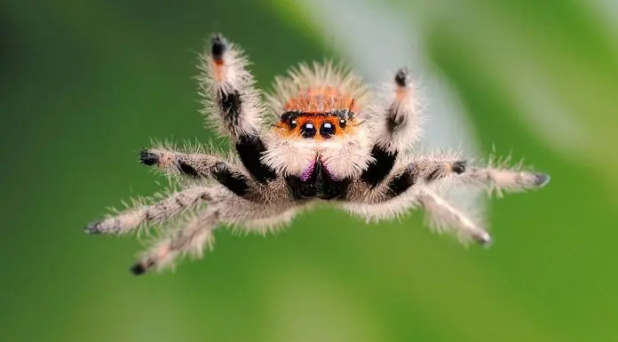 jumping spider jump