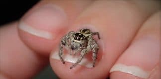 jumping spider on finger