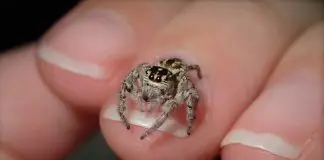 jumping spider on finger