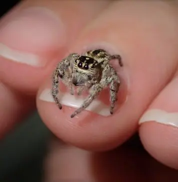 jumping spider on finger