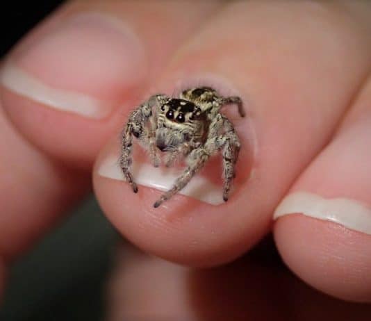 jumping spider on finger