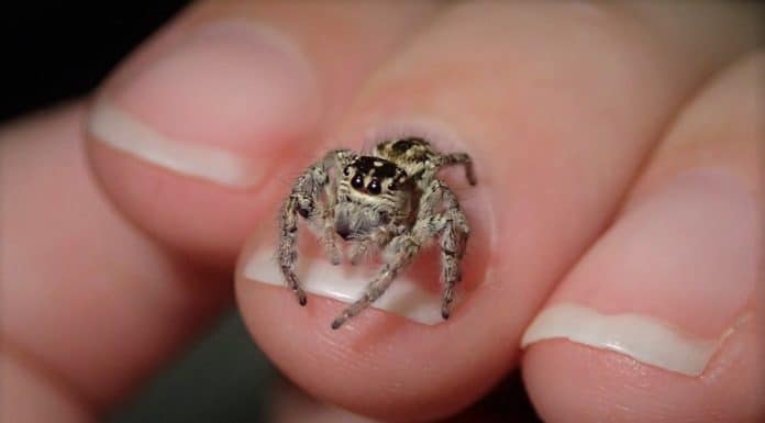 jumping spider on finger