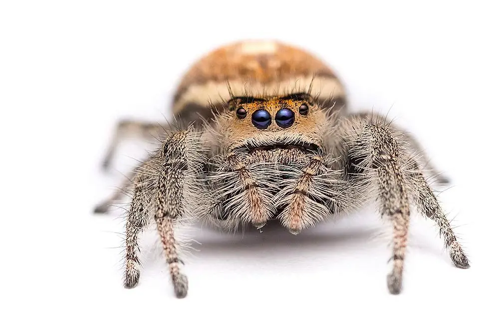 Phidippus Regius - ExoPetGuides.com