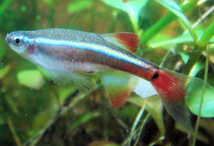 white cloud mountain minnow