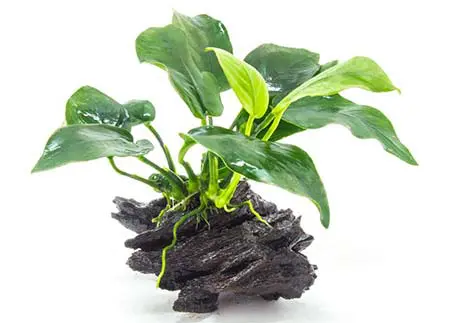 Anubias for aquascaping