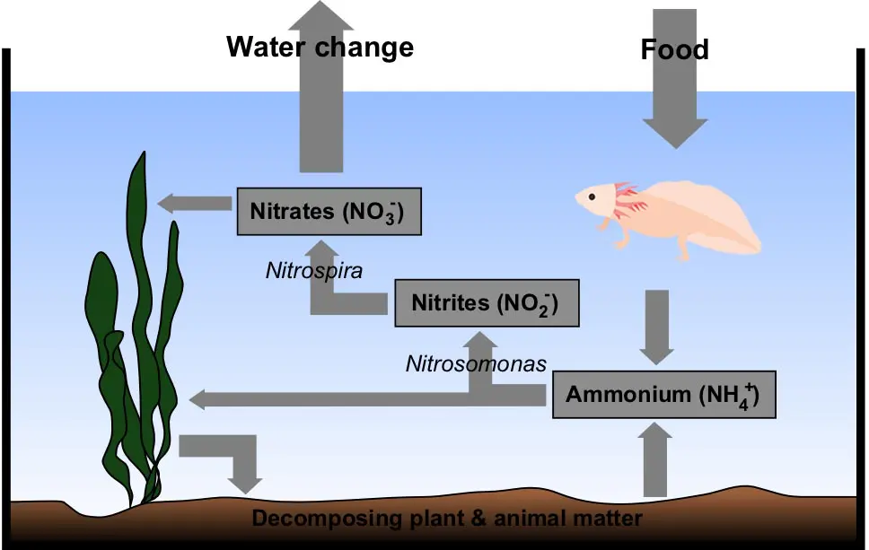 aquarium cycle