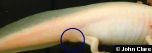 female cloaca