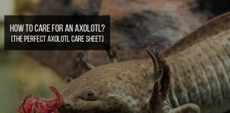 how to care for axolotl