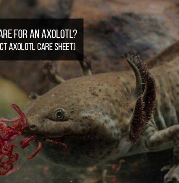 how to care for axolotl
