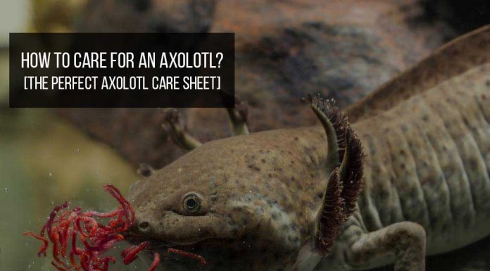 how to care for axolotl
