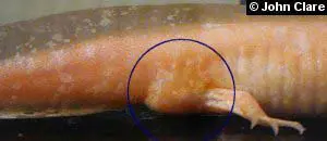 male cloaca