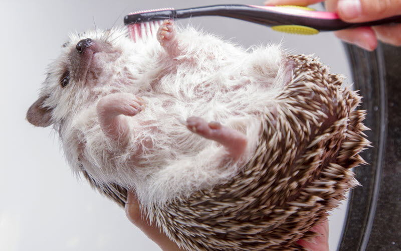 Brushing and Bathing Hedgehog - ExoPetGuides.com