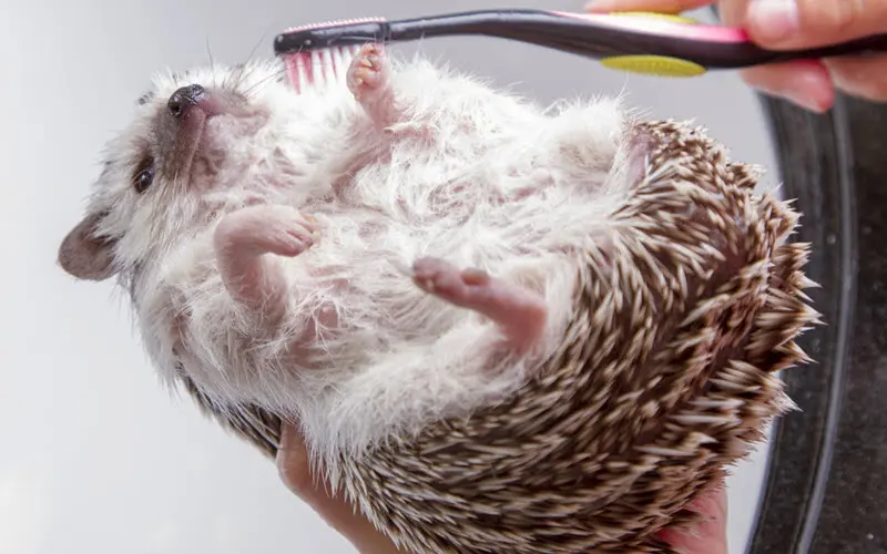 Brushing and Bathing Hedgehog - ExoPetGuides.com