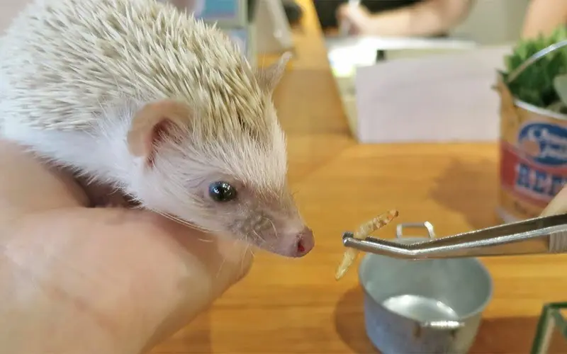 Feeding hedgehog with mealworms - ExoPetGuides.com