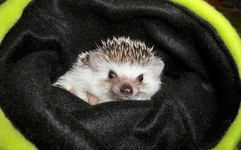 Hedgehog Snuggle Bag - ExoPetGuides.com
