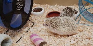 Cage essentials for hedgehog